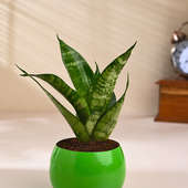 Snake Plant In Chic Green Pot