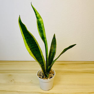 Snake Plant Laurentii in Grey Pot