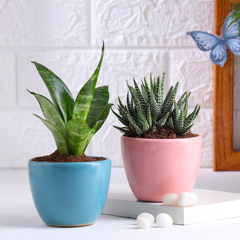 Snake Plant N Haworthia In Ceramic Pots