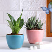 Snake Plant N Haworthia In Ceramic Pots