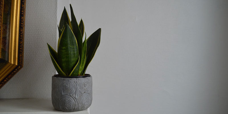 Snake Plants And Their Medicinal Properties