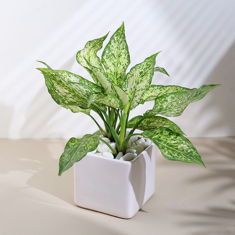 Snow White Aglaonema Plant In Ceramic Pot