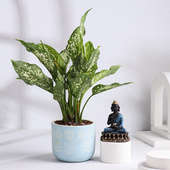 Snow White Aglaonema With Buddha Statue