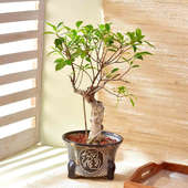 Sophisticated Ficus Bonsai Plant Online 