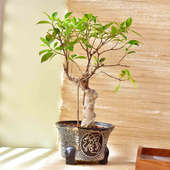 Buy Sophisticated Ficus Bonsai Plant Online 