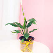 Peace Lily Plant in a Vase Wrapped with Jute