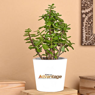 Jk Advantage Jade Product