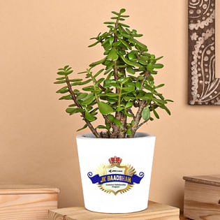 Jk Badshah Jade Product 