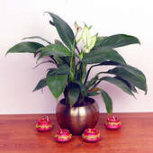 Spathe Flower - Air Purifying Plant Indoors in Orchid Mid Vase Set of 4 Diyas