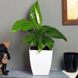 Spathiphyllum Plant