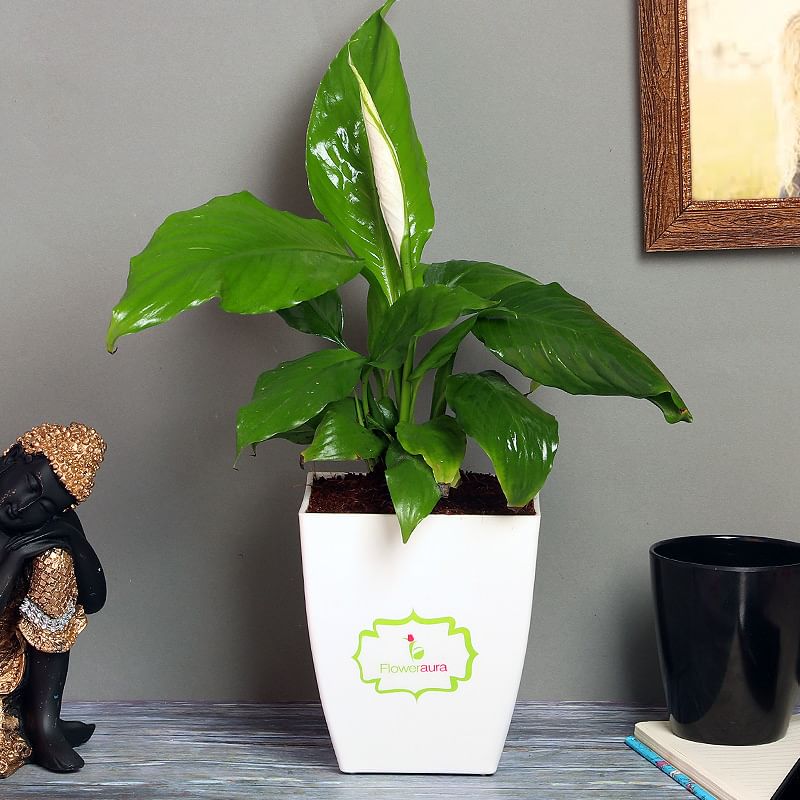 Spathiphyllum Plant in White Vase