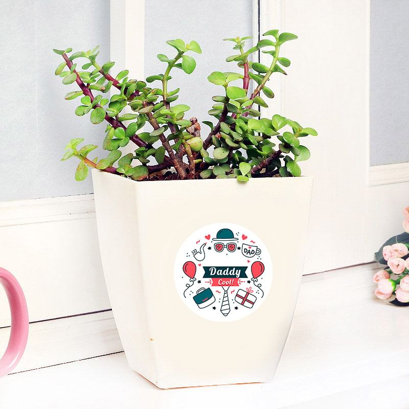 Jade Plant in White Vase for Dad