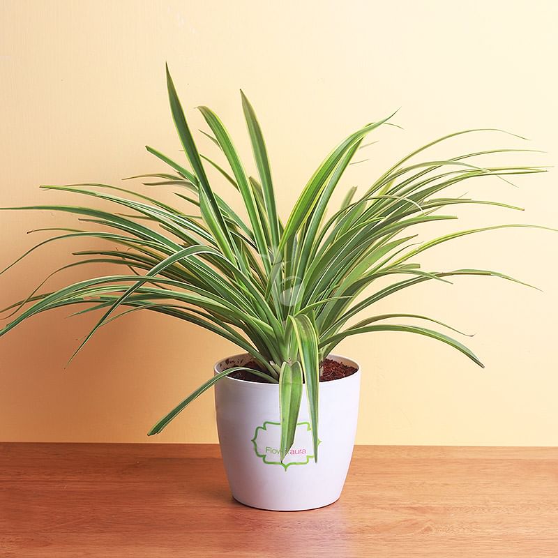 Spider Plant