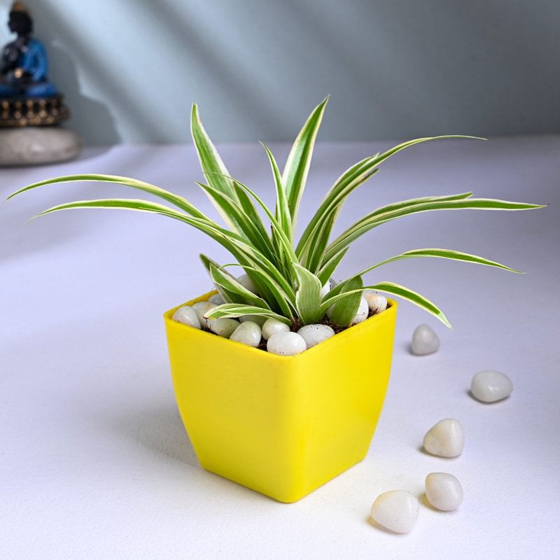 Spider Plant In Yellow Vase