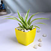 Spider Plant In Yellow Vase