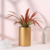 Spider Plant With Golden Glass Vase