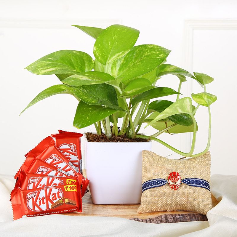 Spiderman Money Plant Rakhi Combo