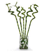 Buy Spiral Bamboo Plant Online
