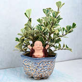 Spiritual Ficus And Laughing Buddha