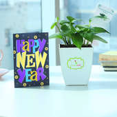 Splash Of Green - Good Luck Plant Indoors in Chatura Vase with New Year Greeting Card