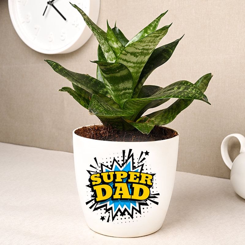 Splashy Super Dad Plant Combo
