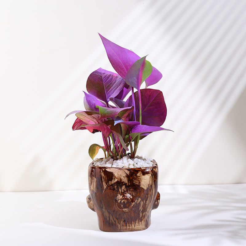 Spray Money Plant In Trunk Pot