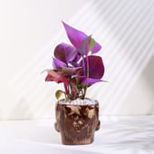 Spray Money Plant In Trunk Pot