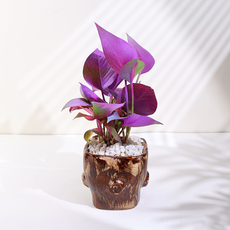 Product Image Video