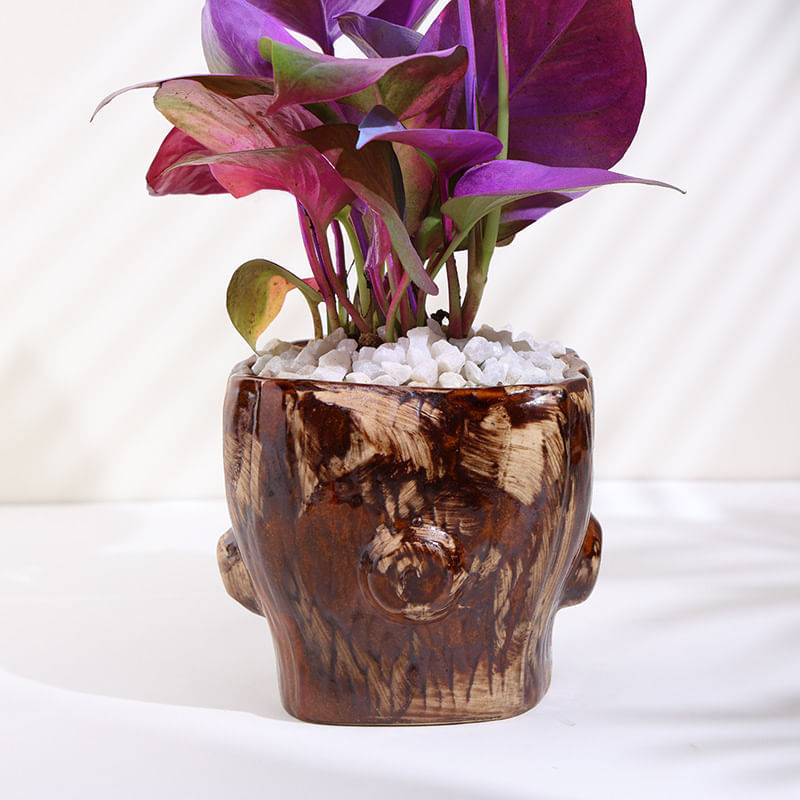 Product Image Video