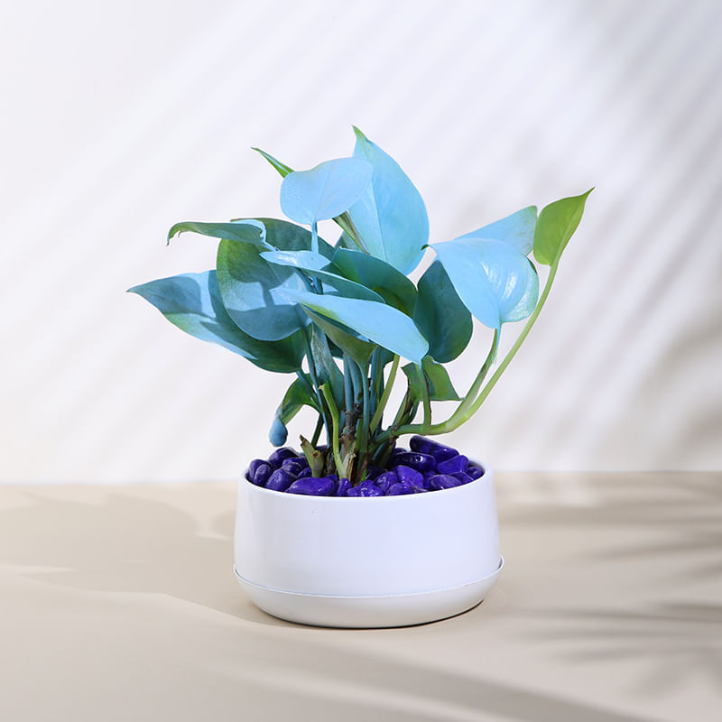 Spray Money Plant In White Round Metal Pot