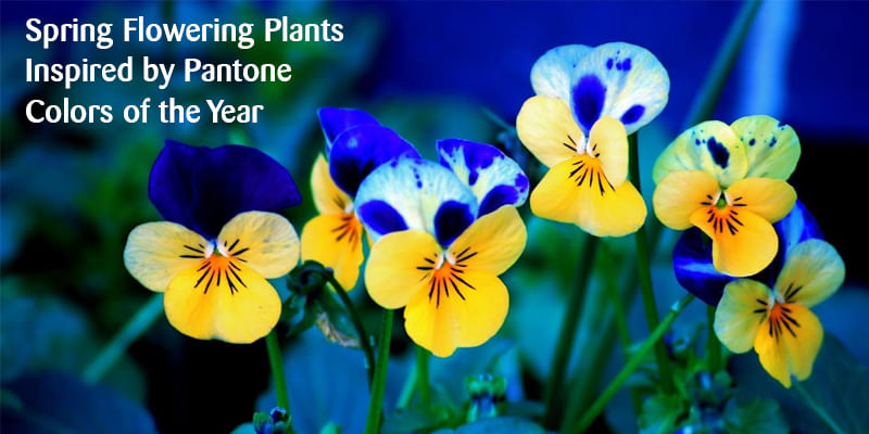 Spring Flowering Plants Inspired by Pantone Colors of the Year