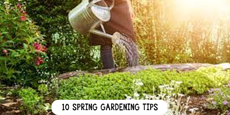 10 Spring Gardening Tips for Plants - 2020