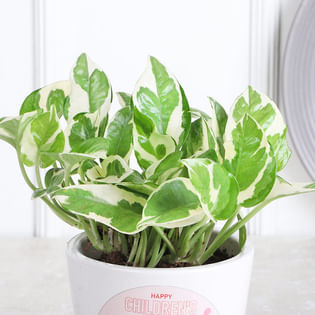 Star Struck Pothos Plant