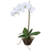Stemmed Phalaenopsis Orchid Plant Gift for Valentine