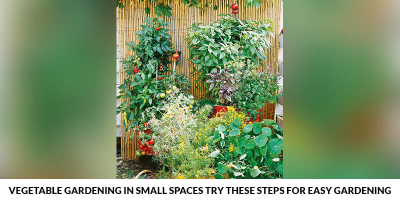 Vegetable Gardening In Small Spaces Try These Steps For Easy Gardening