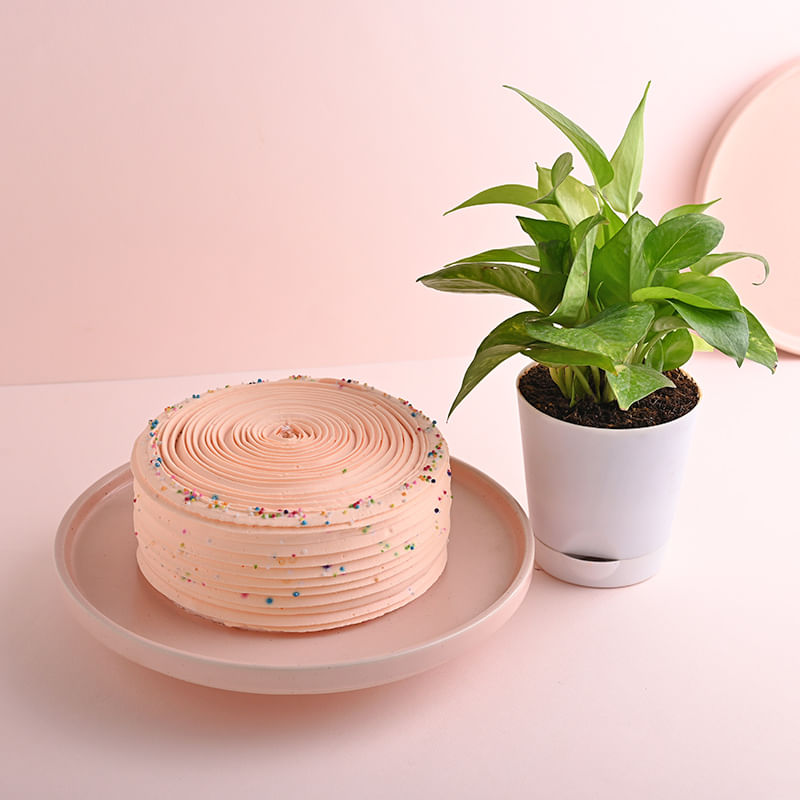 Strawberry Cake N Lush Money Plant