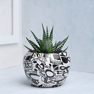 Striking Strips Howarthia Plant Online 