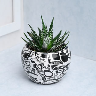 Buy Striking Strips Howarthia Plant Online 