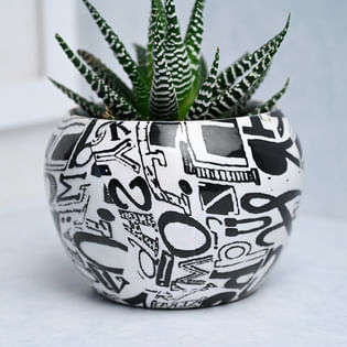 Order Striking Strips Howarthia Plant Online 