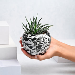 Order Striking Strips Howarthia Plant Online 