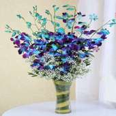 Stunning Blue Dendrobium Orchids Gift for Valentine