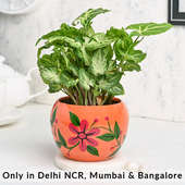 Stunning Plant N Floral Pot Combo