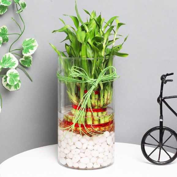 Buy 3 Layer Lucky Bamboo Terrarium