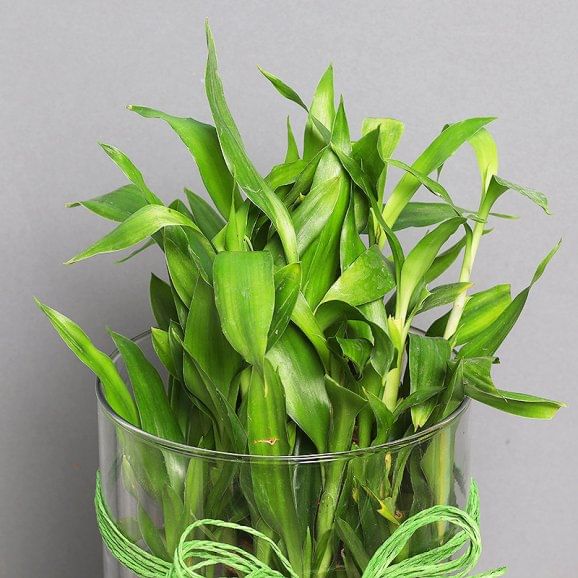 Order 3 Layer Lucky Bamboo Terrarium Online