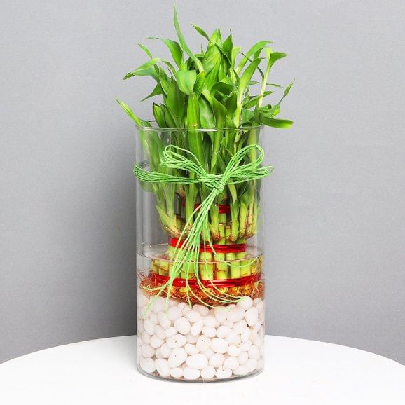 Send 3 Layer Lucky Bamboo Terrarium Online