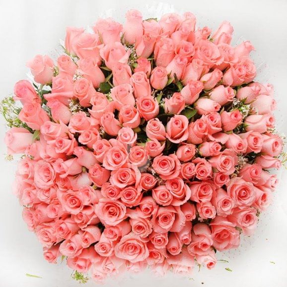 Bunch of 100 fresh pink roses with Top View