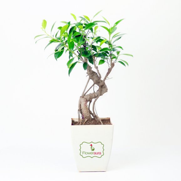 Ficus S Shape Bonsai Plant Online