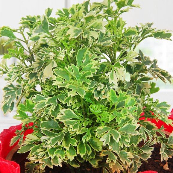 Zoomed view of Aralia Plant