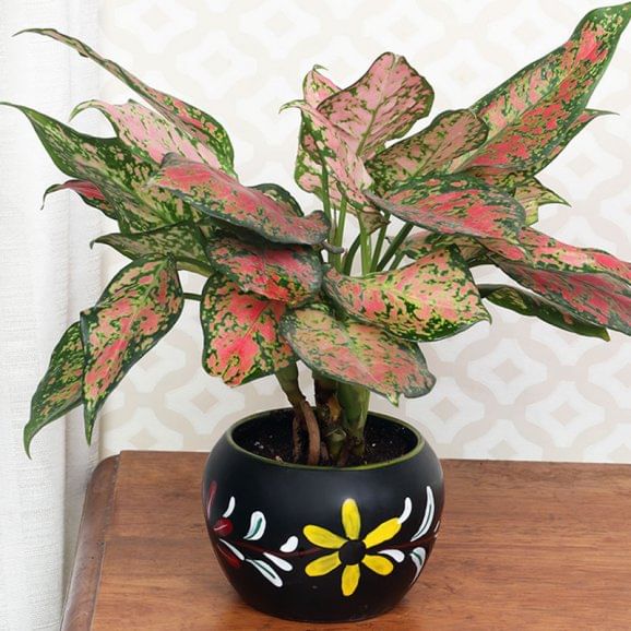 Black Vase Aglaonema