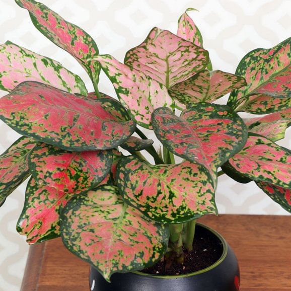 Aglaonema Plant Online